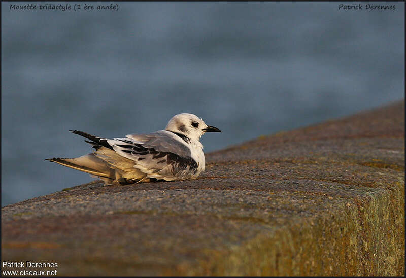 Mouette tridactyle1ère année