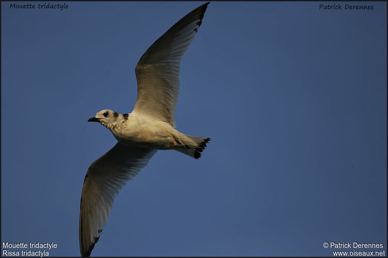 Mouette tridactyle1ère année, Vol