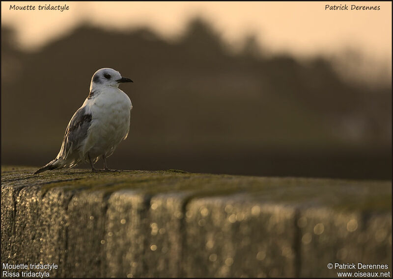 Mouette tridactyle1ère année, identification