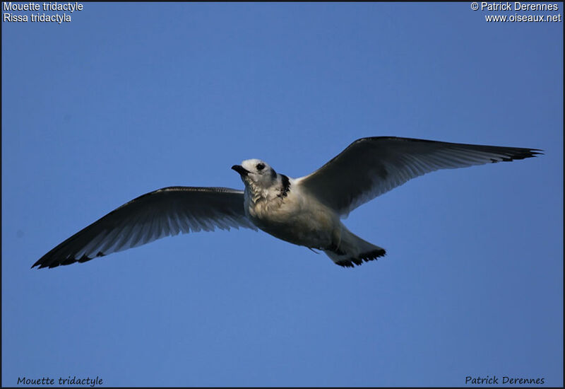 Mouette tridactyle1ère année, Vol