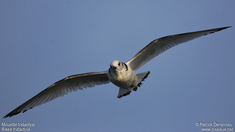 Black-legged KittiwakeFirst year, Flight