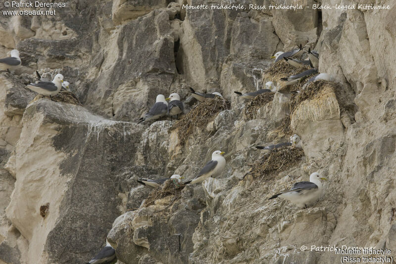 Black-legged Kittiwake, habitat, Reproduction-nesting