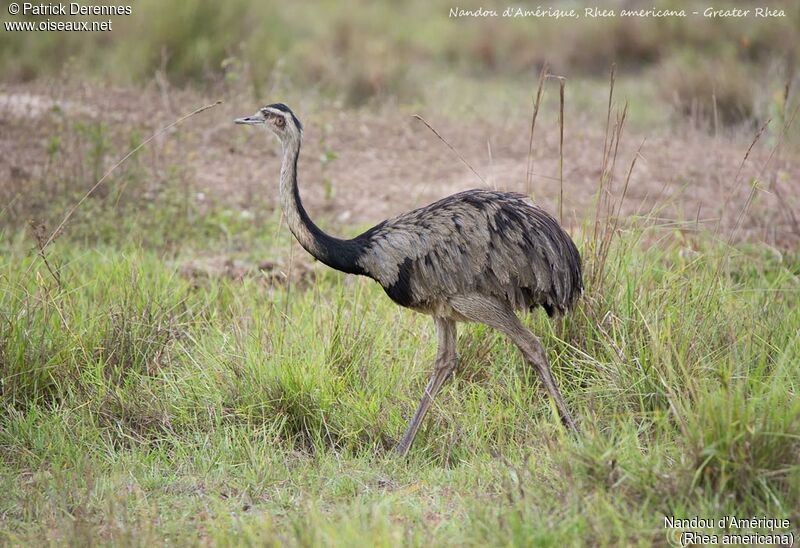 Greater Rhea, identification, habitat