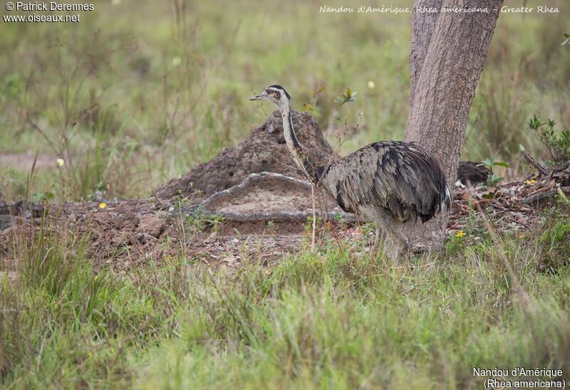 Greater Rhea, identification, habitat