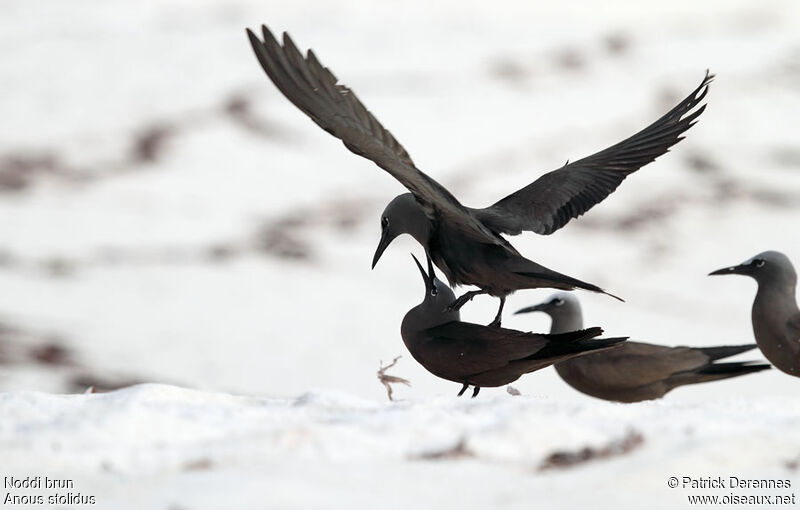 Brown Noddyadult breeding, identification, Behaviour