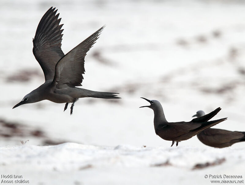 Brown Noddyadult breeding, identification, Flight, Reproduction-nesting, Behaviour