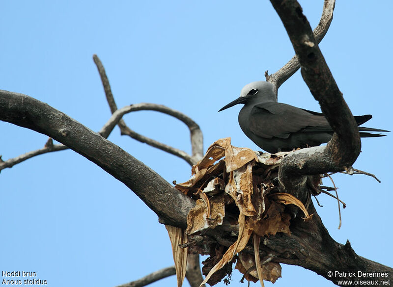 Brown Noddyadult breeding, identification, Reproduction-nesting