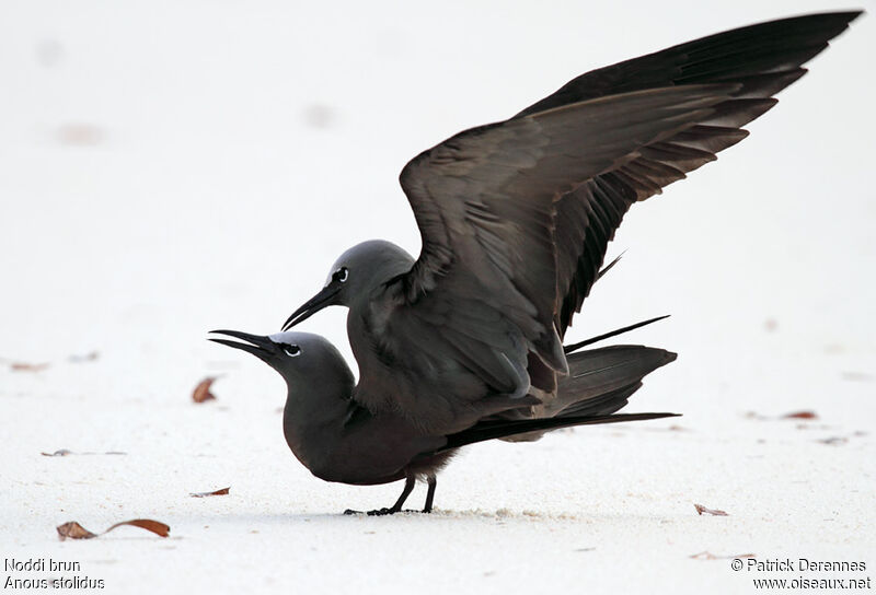 Brown Noddy adult breeding, identification, Behaviour