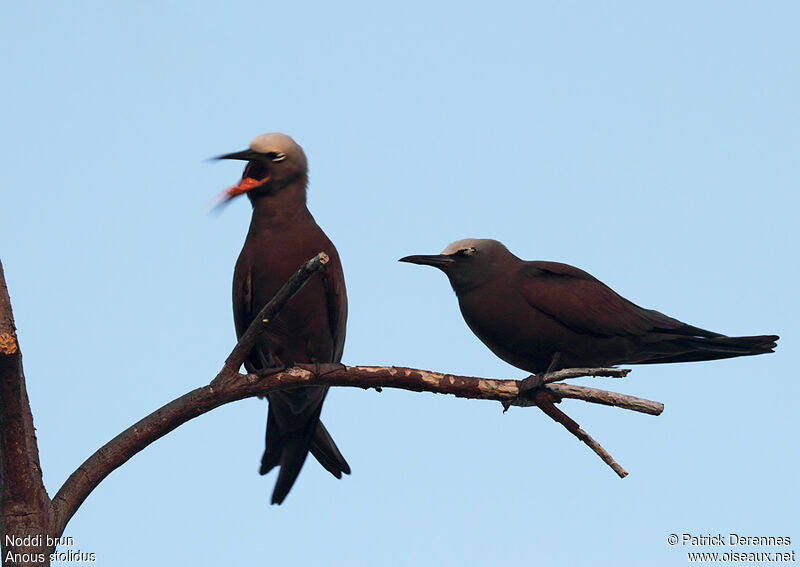 Brown Noddy adult breeding, identification, song, Behaviour