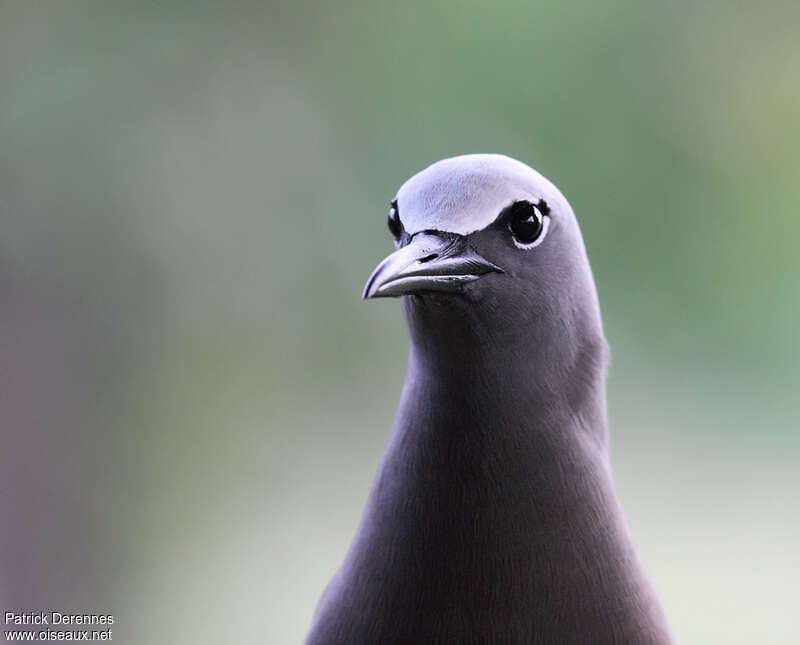 Brown Noddyadult breeding, close-up portrait