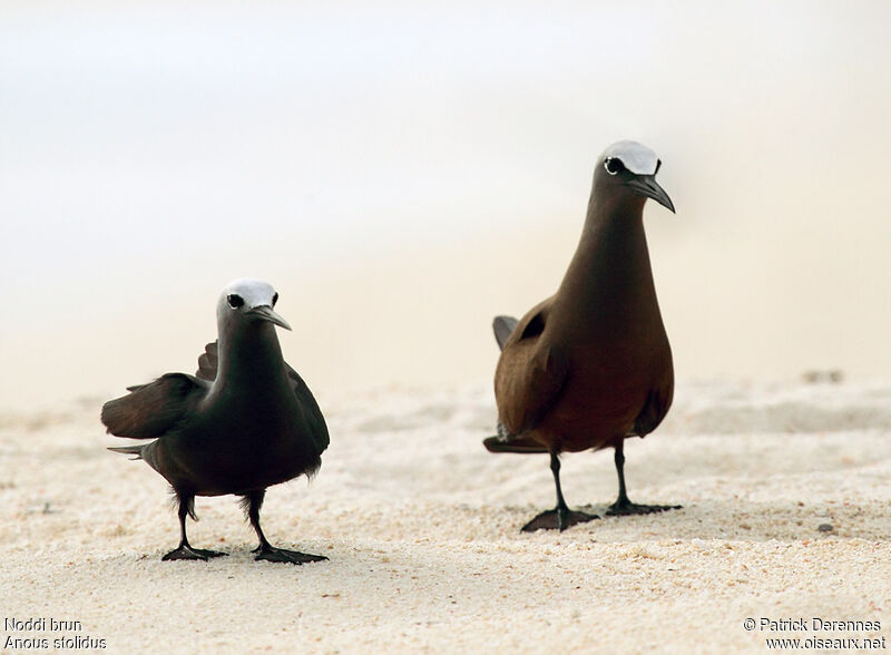 Brown Noddyadult breeding, identification