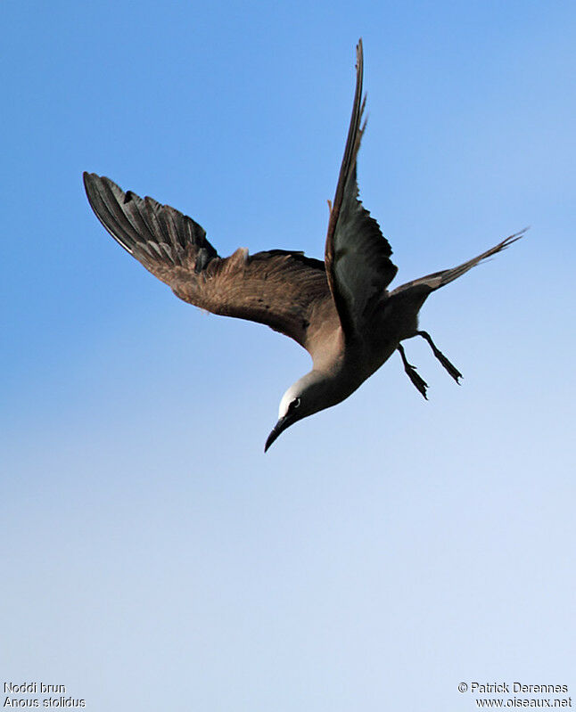 Brown Noddyadult breeding, Flight