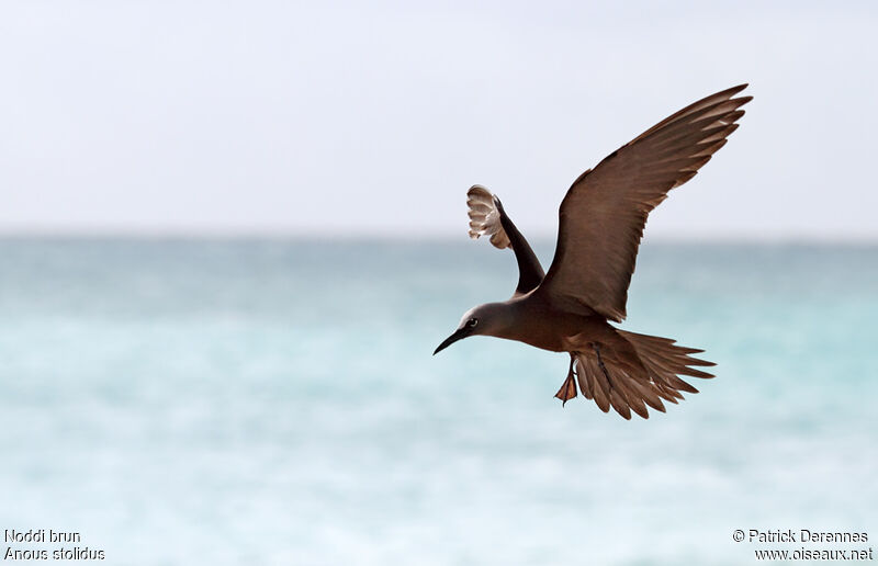 Brown Noddyadult breeding, Flight