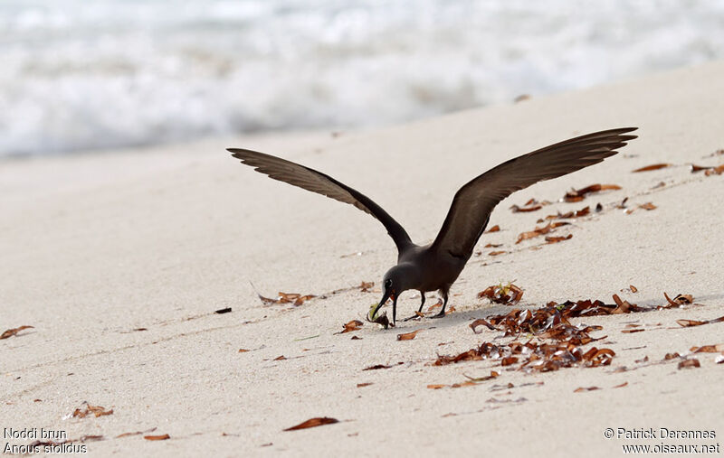 Brown Noddyadult breeding, identification, Flight, Reproduction-nesting, Behaviour