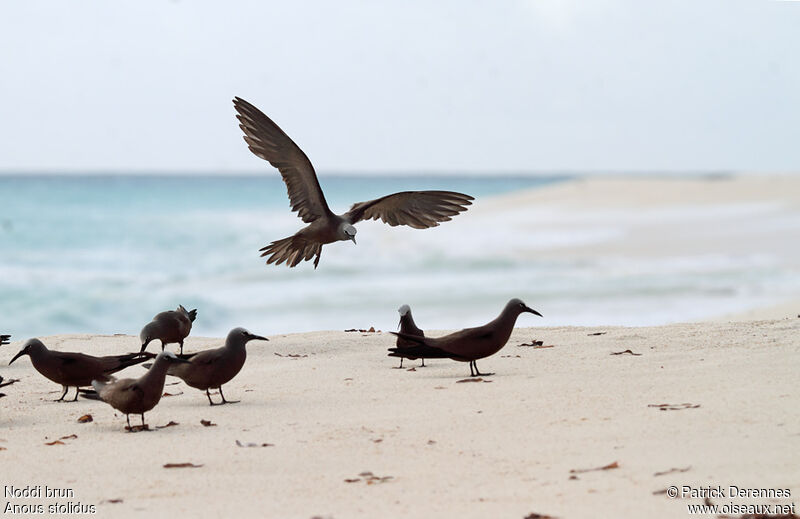 Brown Noddyadult breeding, identification, Flight, Behaviour