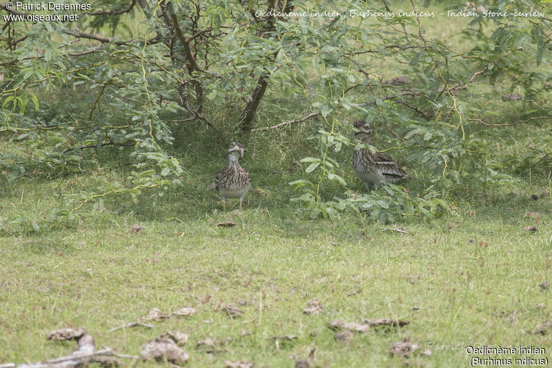 Oedicnème indien, identification, habitat