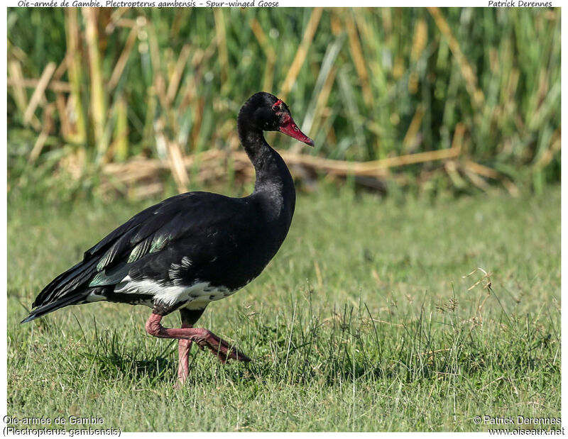 Spur-winged Gooseadult, identification