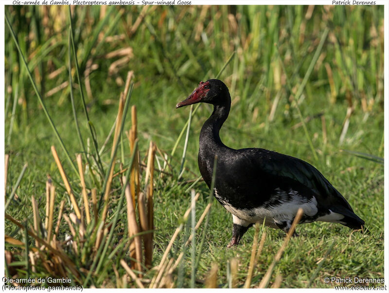 Spur-winged Gooseadult