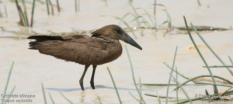 Hamerkop