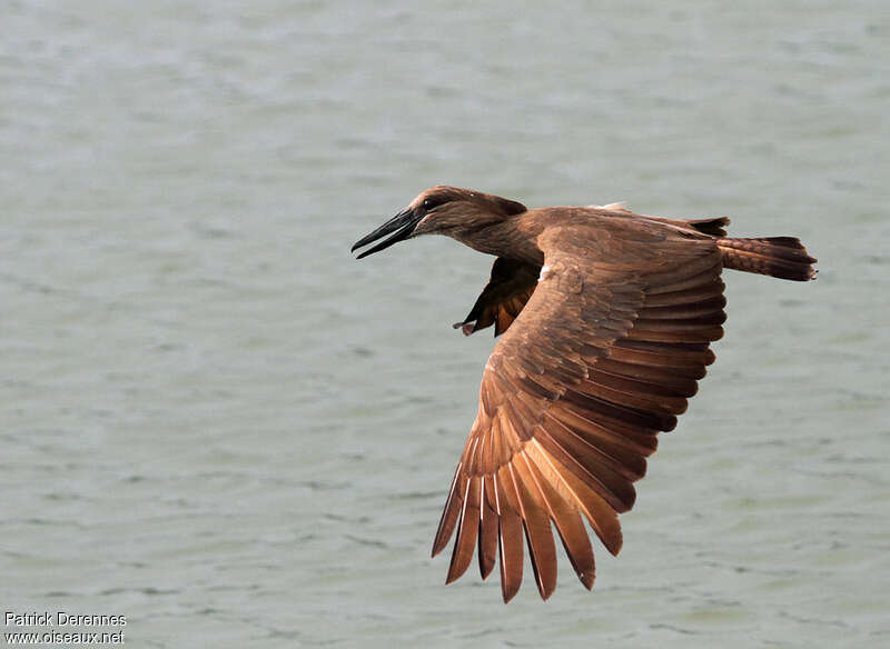 Hamerkopadult, Flight