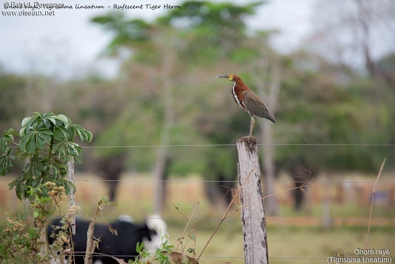 Rufescent Tiger Heron, identification, habitat