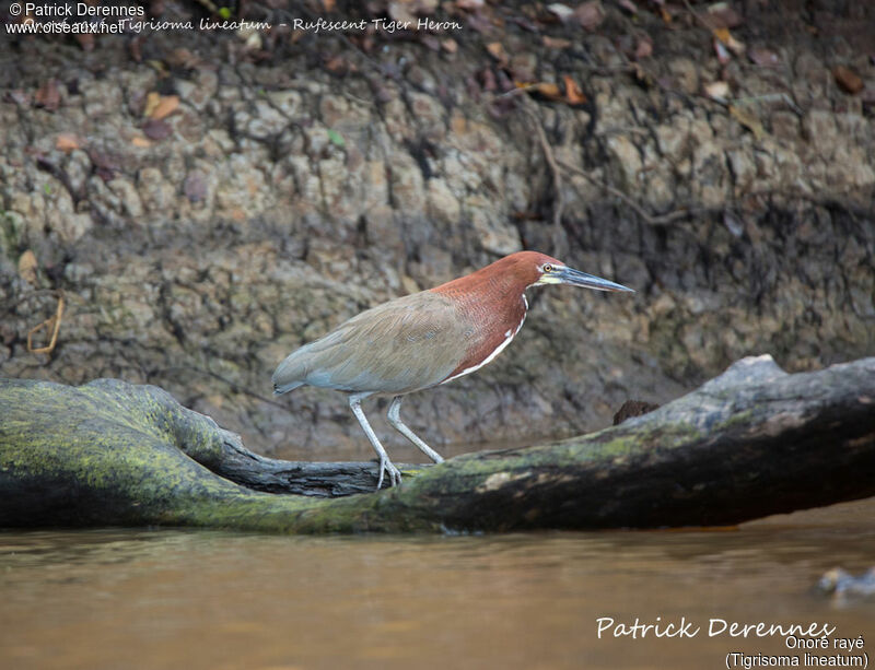 Rufescent Tiger Heron, identification, habitat