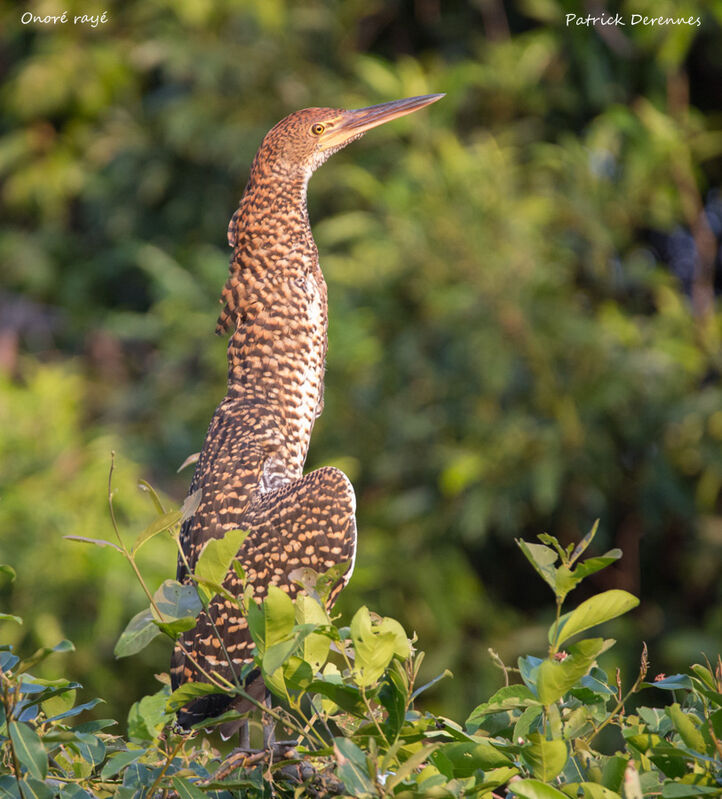 Onoré rayéimmature, identification, habitat