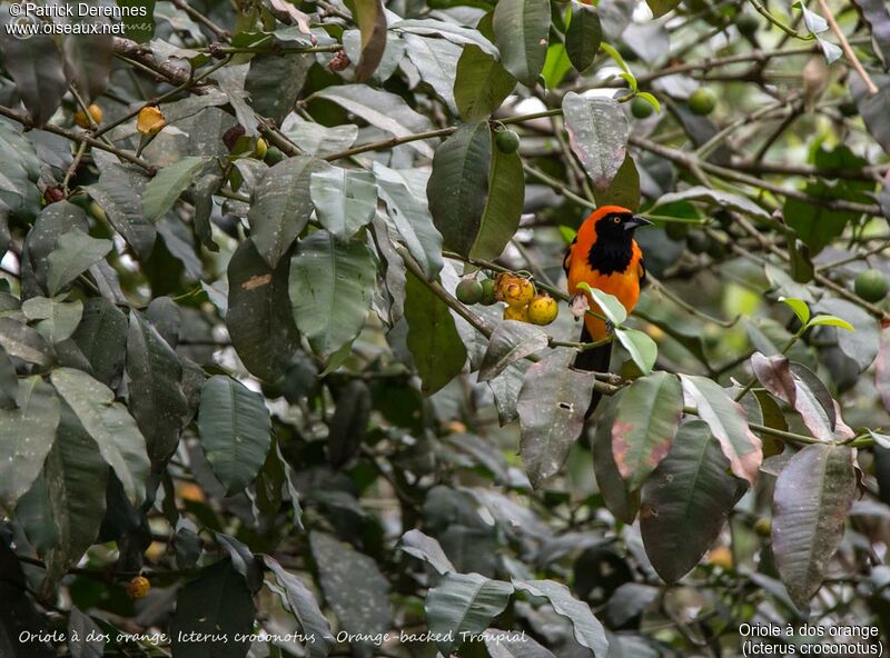 Oriole à dos orange, identification, habitat