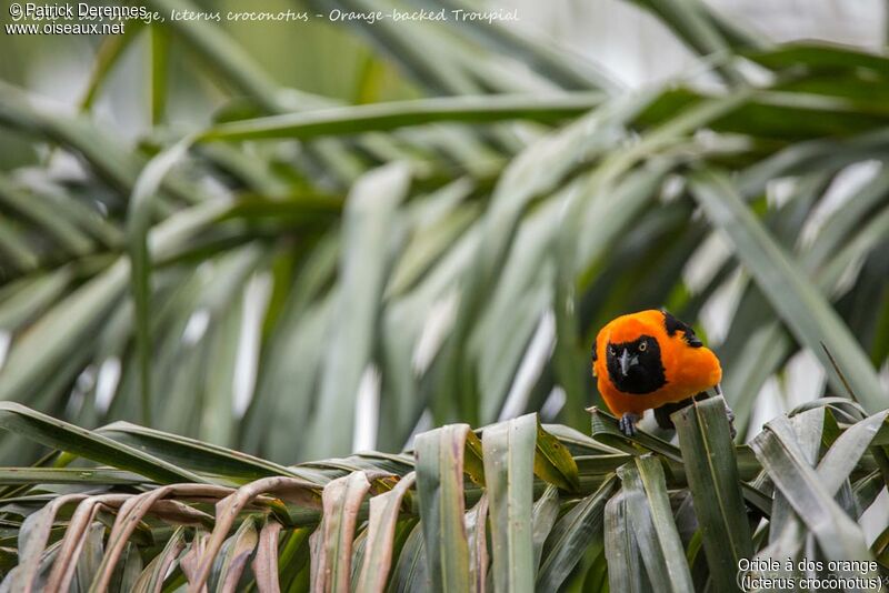 Oriole à dos orange, identification, habitat