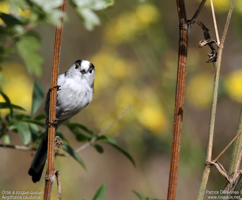 Long-tailed Tit, identification