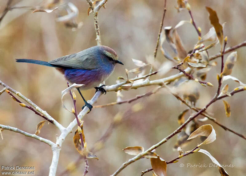 White-browed Tit-warbleradult, identification