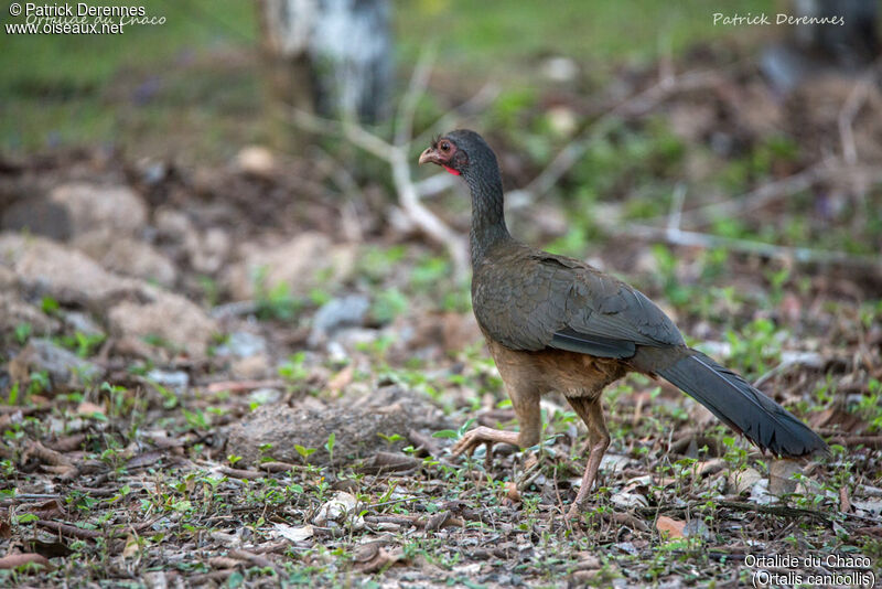 Ortalide du Chaco, identification, habitat