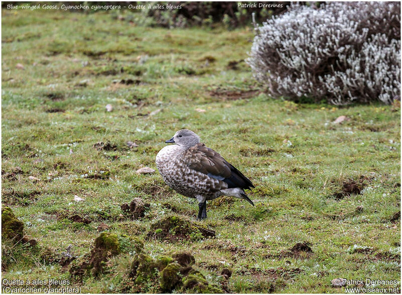 Blue-winged Gooseadult, identification