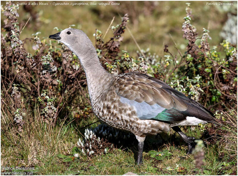 Blue-winged Gooseadult, identification