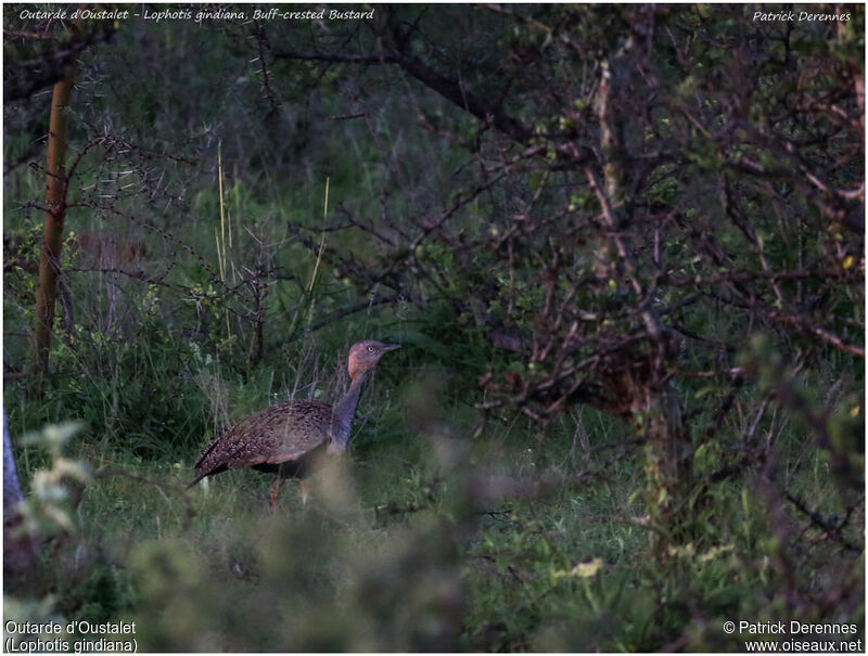 Outarde d'Oustaletadulte, identification