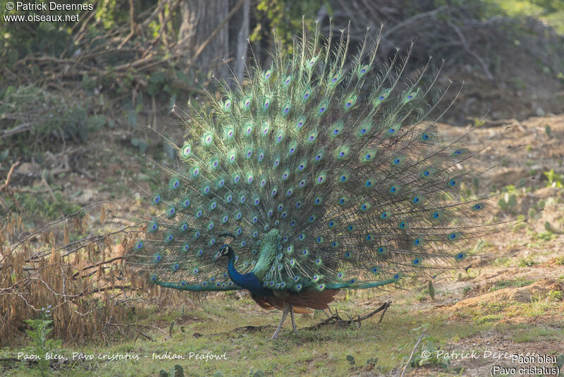 Paon bleu mâle, identification, habitat, parade