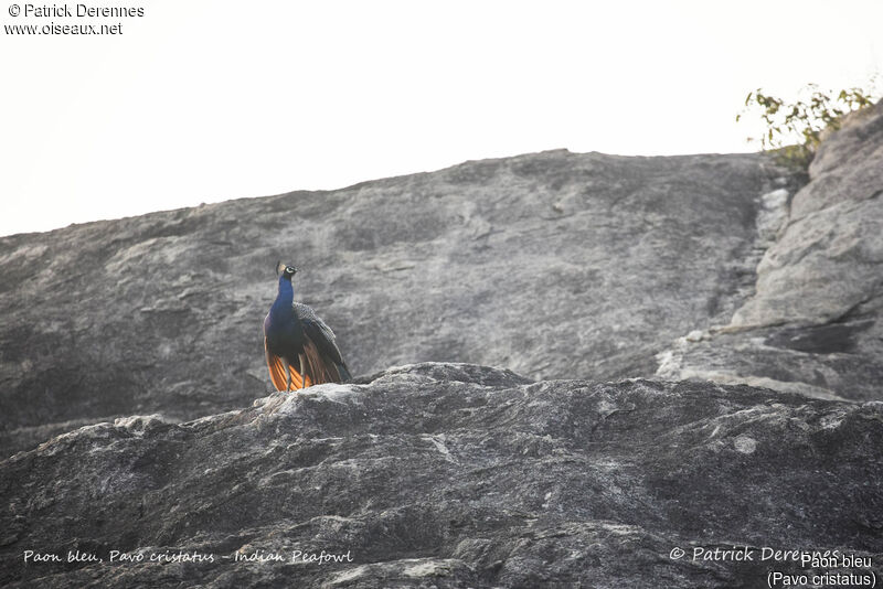 Paon bleu, identification, habitat