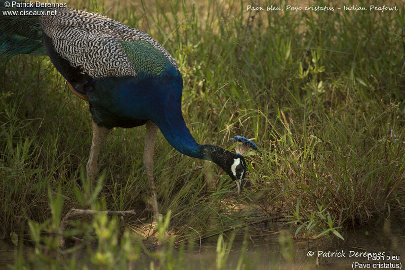 Paon bleu mâle, identification, habitat, boit