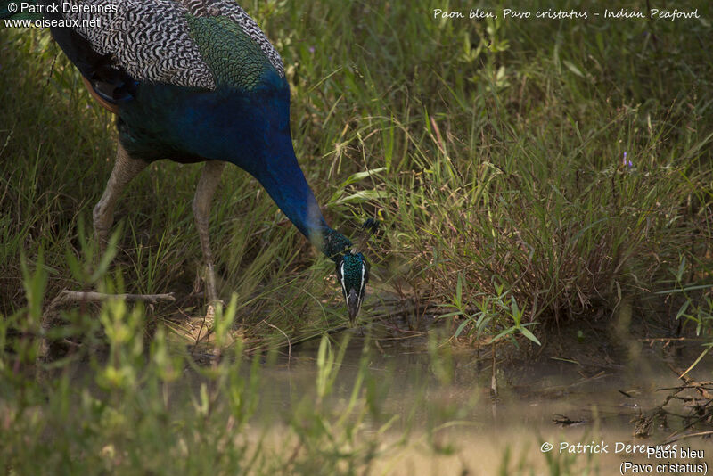 Paon bleu mâle, habitat, boit