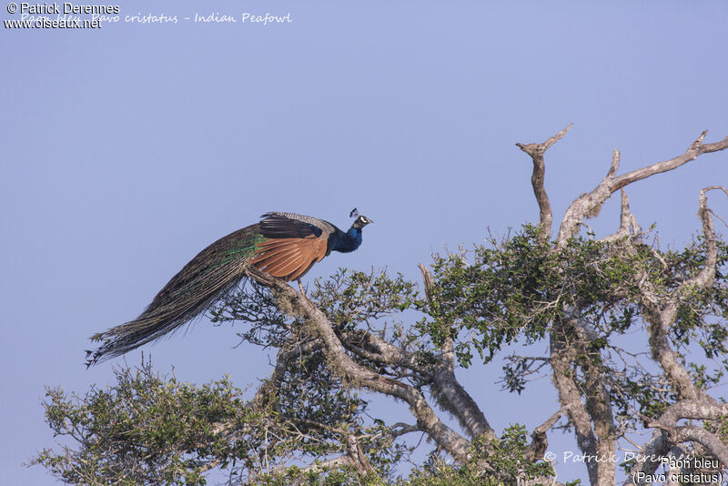 Paon bleu mâle, identification, habitat