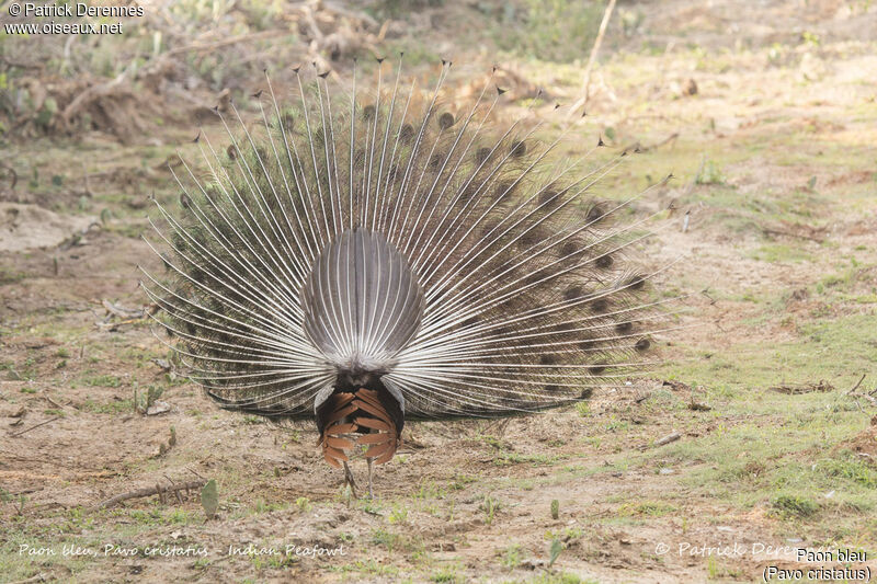 Indian Peafowl male, identification, habitat, courting display