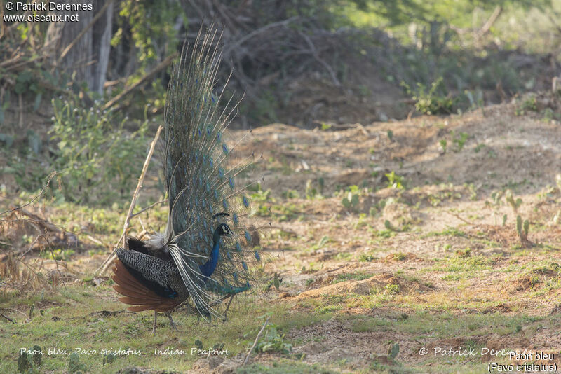 Paon bleu mâle, identification, habitat, parade