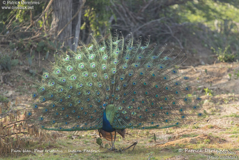 Indian Peafowl male, identification, habitat, courting display