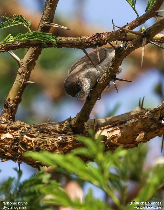 Brown Parisomaadult, identification