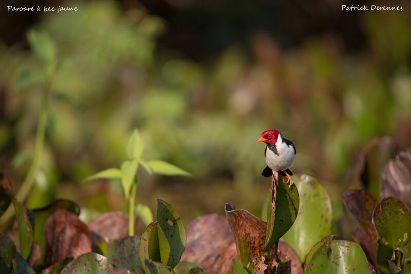 Yellow-billed Cardinal, identification, habitat