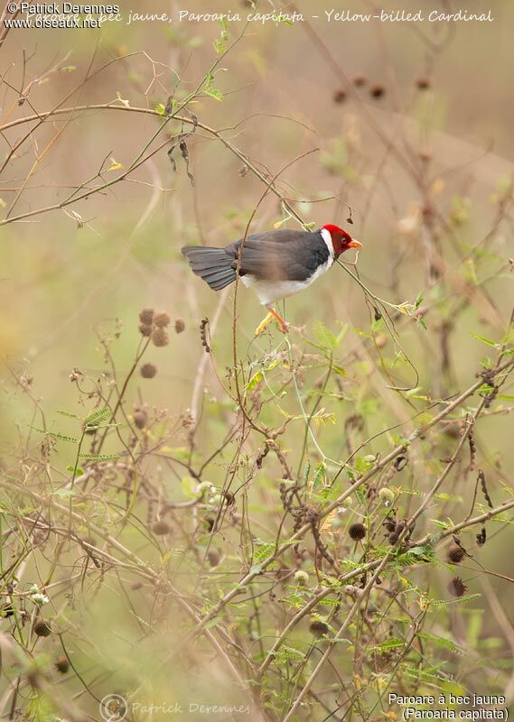 Yellow-billed Cardinal, identification, habitat