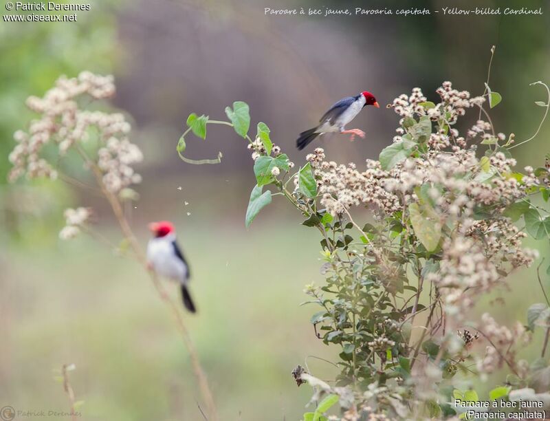 Yellow-billed Cardinal, identification, habitat