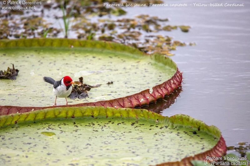 Yellow-billed Cardinal, identification, habitat