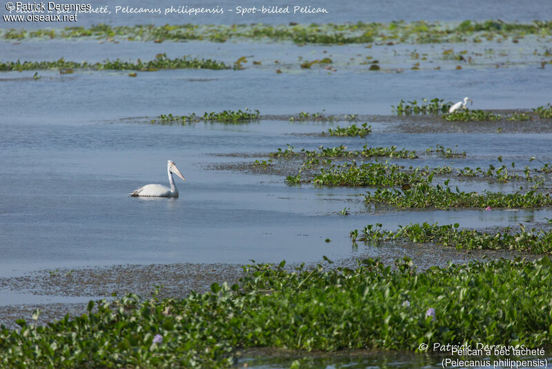 Spot-billed Pelican, identification, habitat