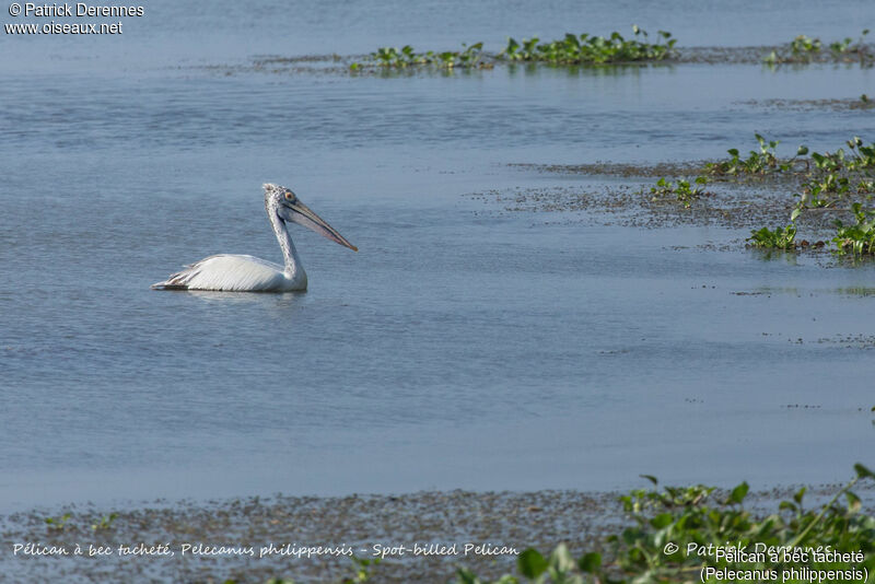 Spot-billed Pelican, identification, habitat